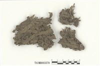 藏品(蛇蘚屬)的圖片